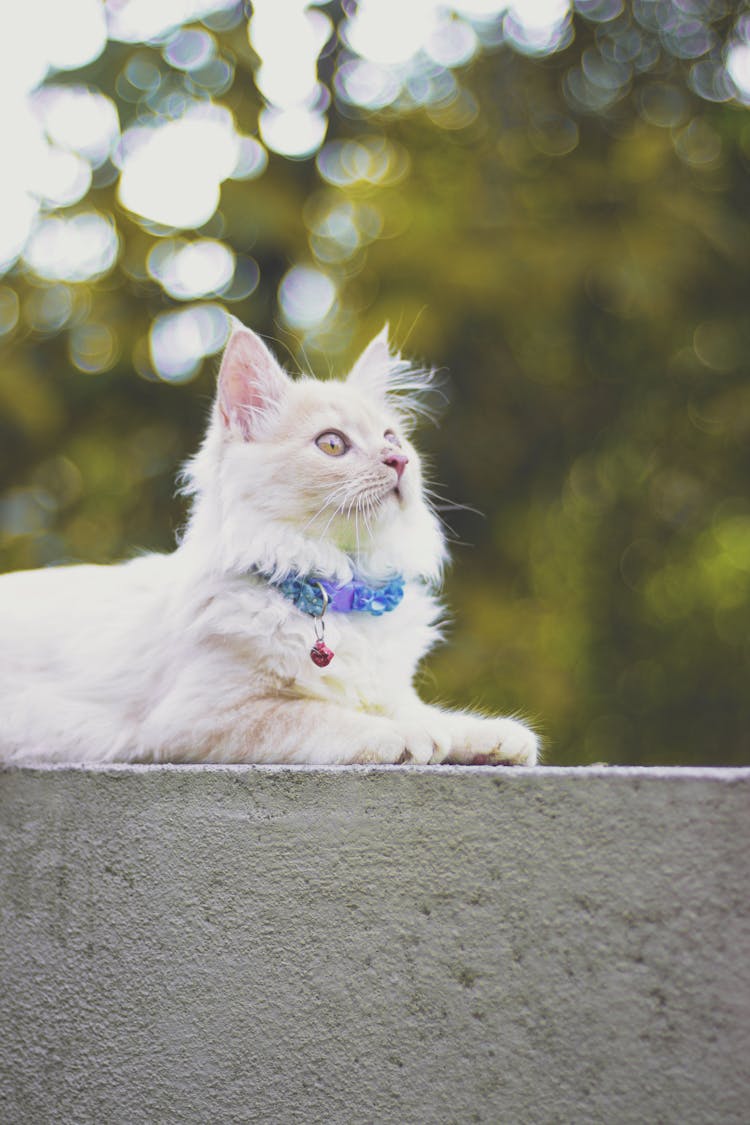 White Cat With Blue Collar