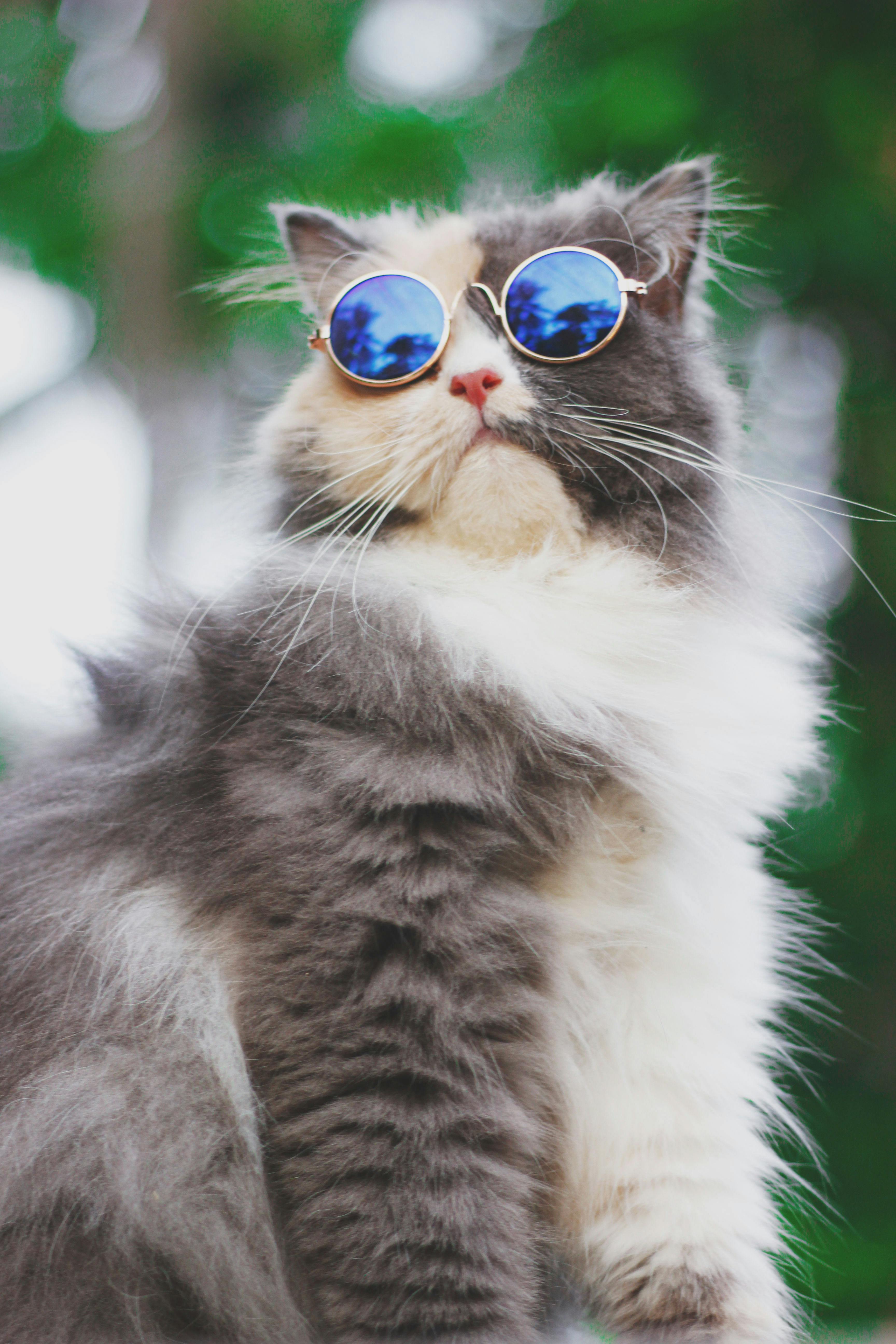 British longhair cat wearing sunglasses Photograph by Jean-Michel Labat -  Pixels