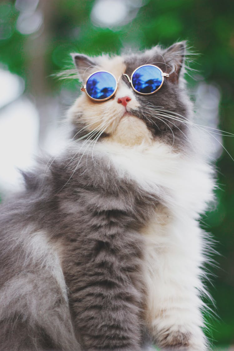 Cute Furry Cat Wearing Sunglasses