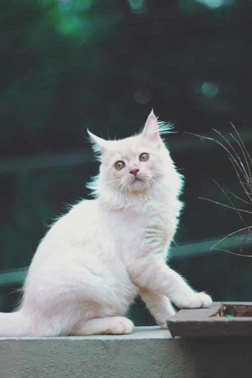 Ingyenes stockfotó aranyos, cica, fehér témában