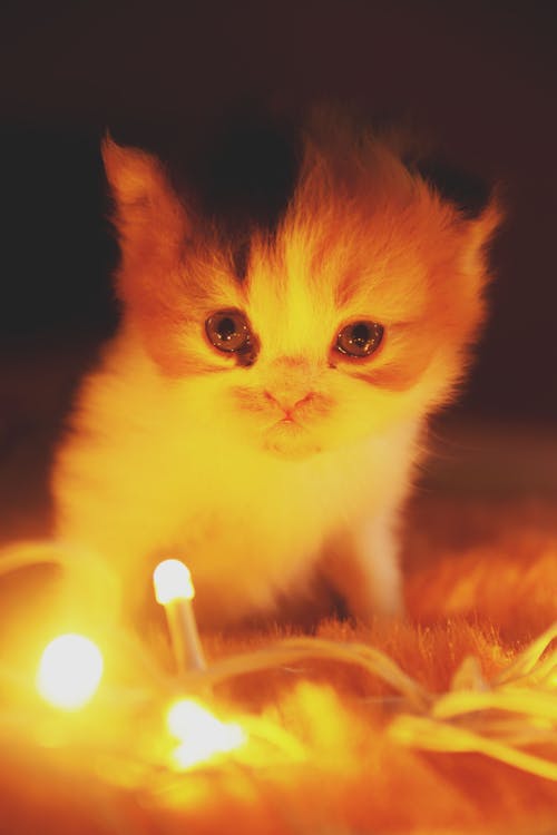 Foto stok gratis anak kucing, baru lahir, bayi