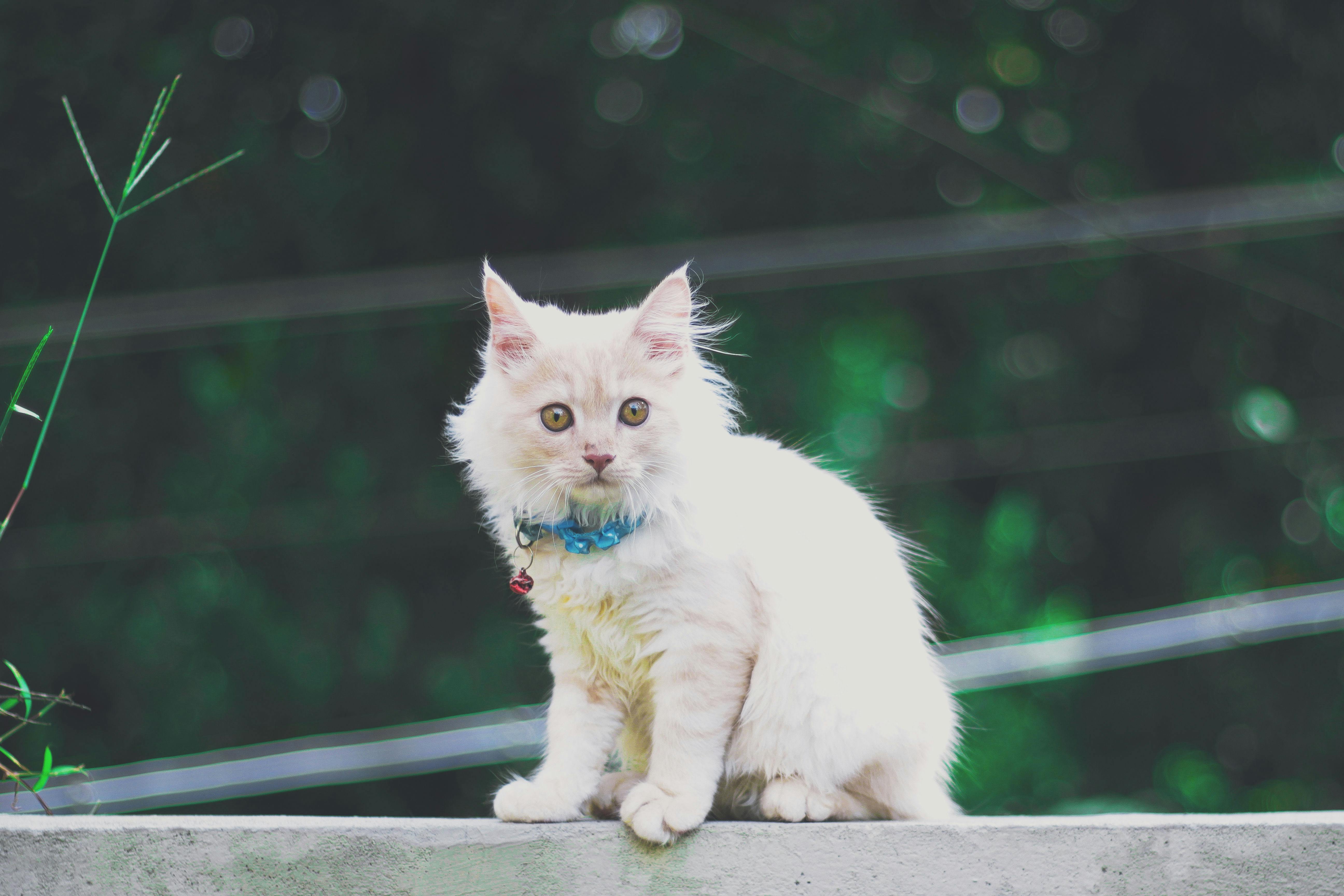 Free A Cute White Cat Stock Photo