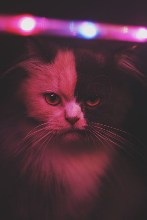 Ingyenes stockfotó arc, fények, macska témában