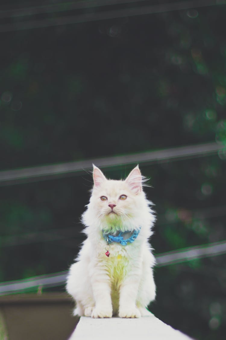 White Cat With Blue Collar