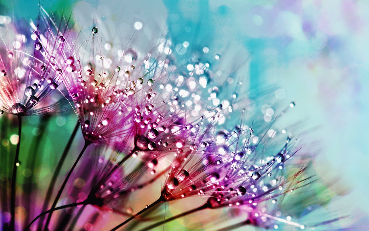 Photographie De Gros Plan De Fleurs En Soie Violette Avec Des Gouttes De Rosée