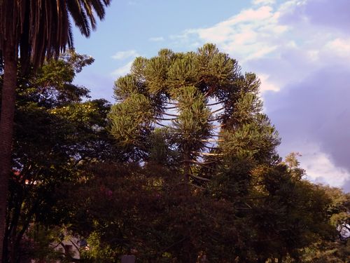 Free stock photo of araucaria, poços de caldas Stock Photo