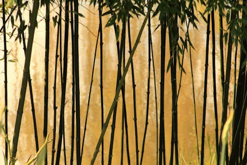 竹樹選擇性攝影