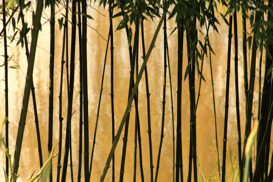 2,000+ Best Bamboo Photos · 100% Free Download · Pexels Stock Photos