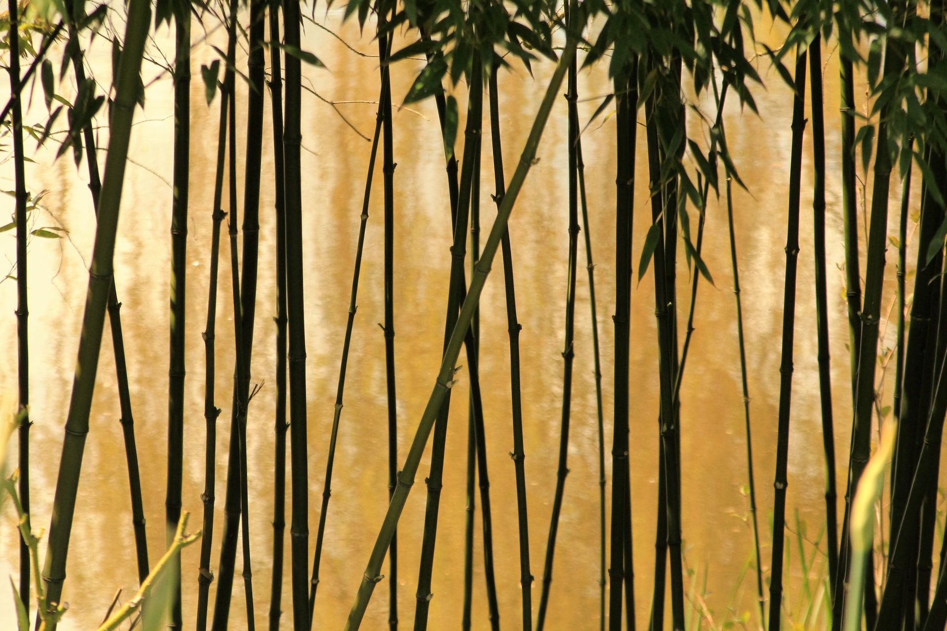 Tall bamboo stalks reflect in a calm, golden pond, creating a peaceful natural setting.