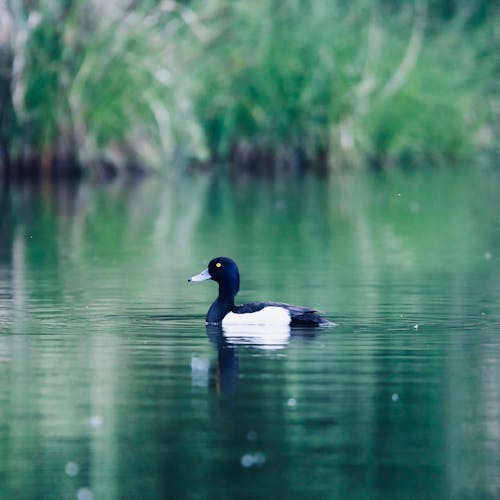A Tufted Duck Swimming on a Lake