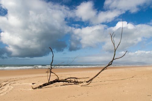 бесплатная Ветка черного дерева на берегу моря под белыми облаками Стоковое фото