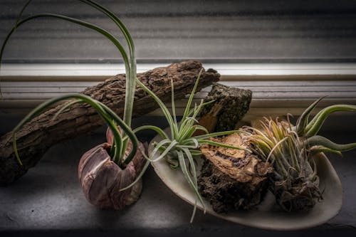 Selective Focus Photography of Cacti on Pot