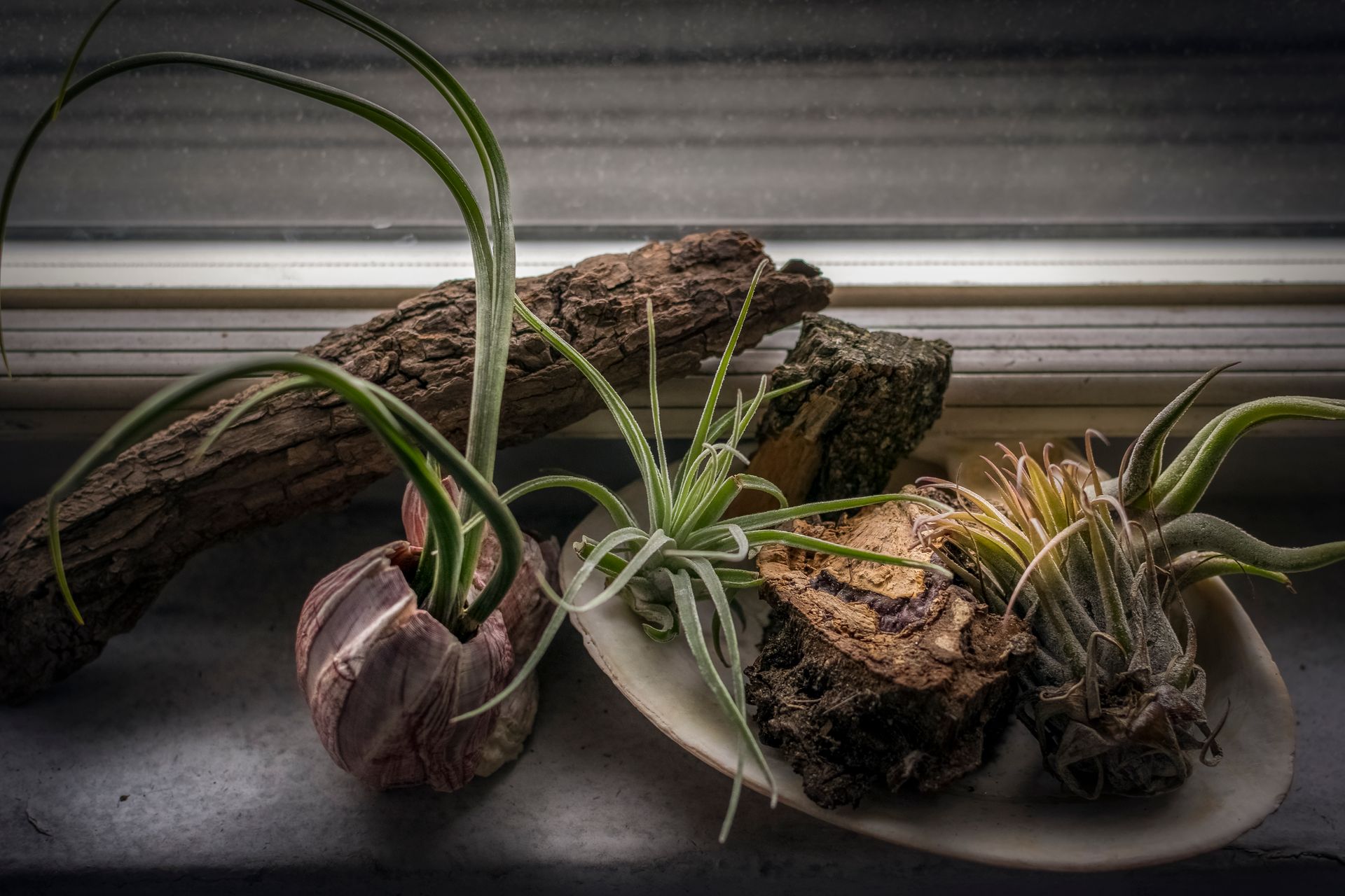 A stylish arrangement of air plants and driftwood, ideal for natural decor inspiration.