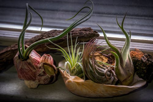 Potted Succulent Plants