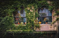 常春藤覆盖的墙壁上，哥特式拱形窗户旁摆放着陶罐，展现出自然与建筑的融合