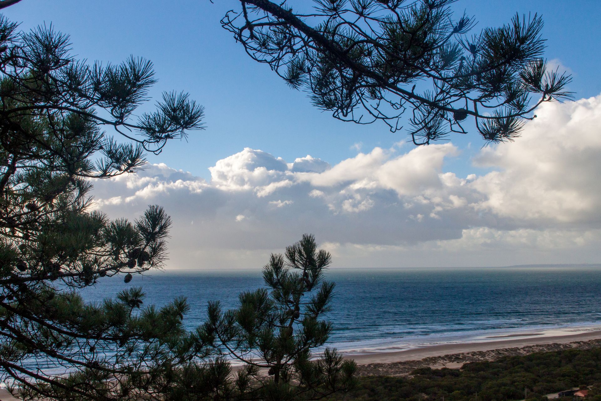 Tranquil scene of the ocean seen through pine trees with clouds in the sky.