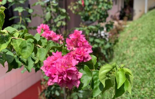 Free stock photo of beautiful flowers Stock Photo