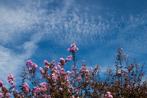 Kostnadsfri bild av anläggning, blå himmel, blommor