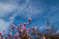 蔚蓝的天空下，云朵缕缕，明亮的紫色花朵绽放