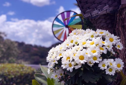 Free stock photo of beautiful flower, margarita Stock Photo