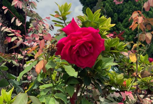 Free stock photo of beautiful nature, field of flowers, red roses Stock Photo