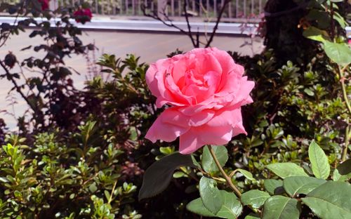 Free stock photo of garden roses, rosa, roses wallpaper Stock Photo