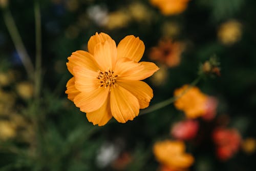 Gratis arkivbilde med blomsterblad, blomsterfotografering, gul