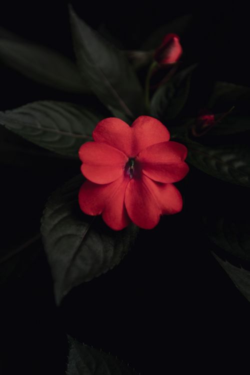 Free Close-up of a vibrant red flower contrasted against dark green foliage, capturing natural beauty in detail. Stock Photo