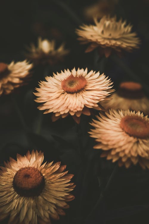 Gratis arkivbilde med blomsterblad, blomsterfotografering, blomstre