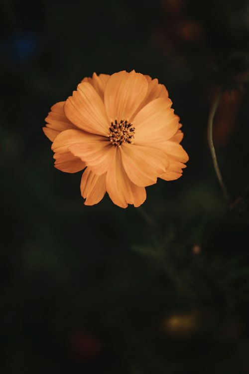 Free Captivating close-up shot of a bright yellow flower with detailed petals against a dark background. Stock Photo