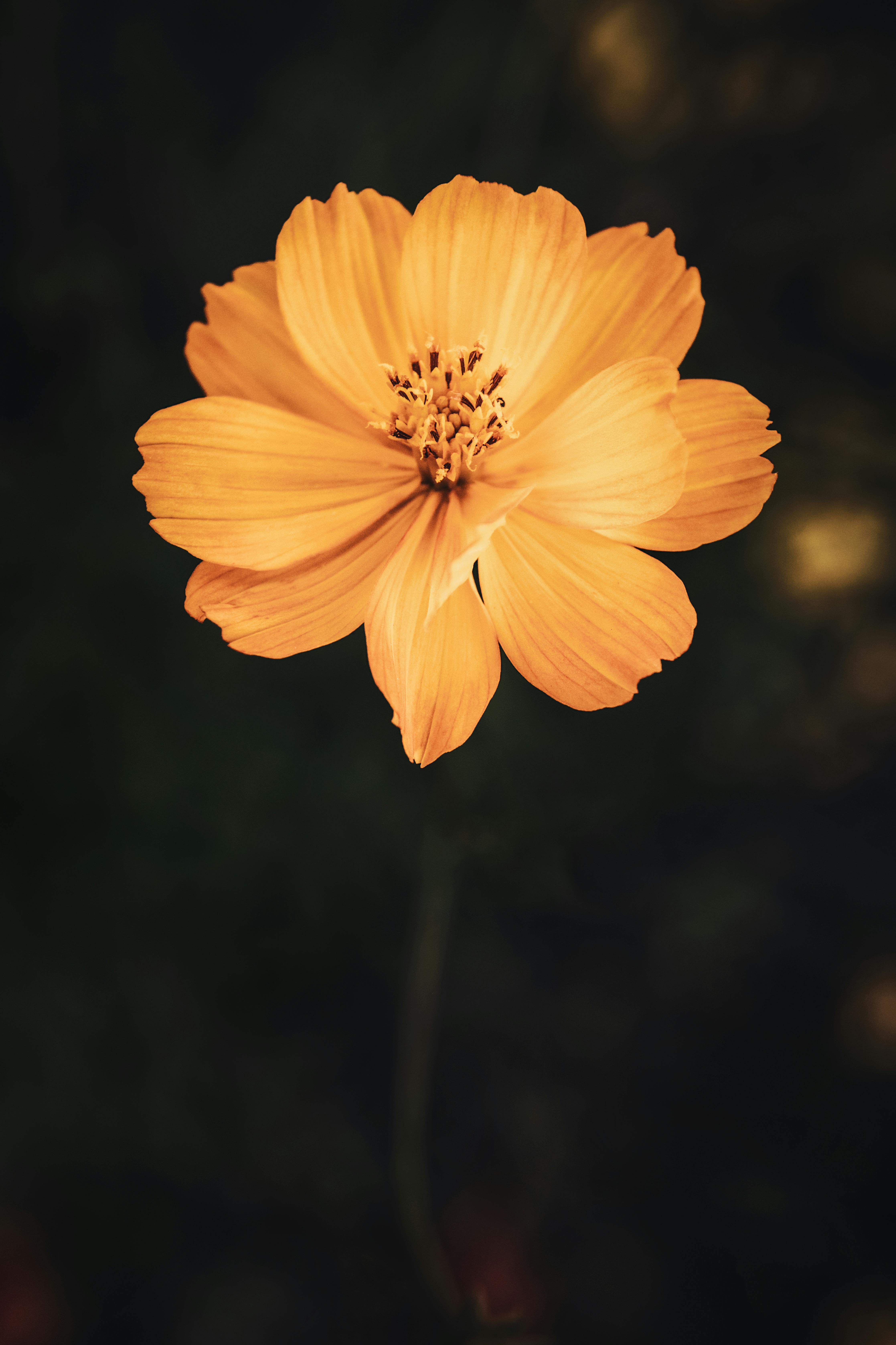 Campo De Flores Amarillas Y Negras · Foto de stock gratuita