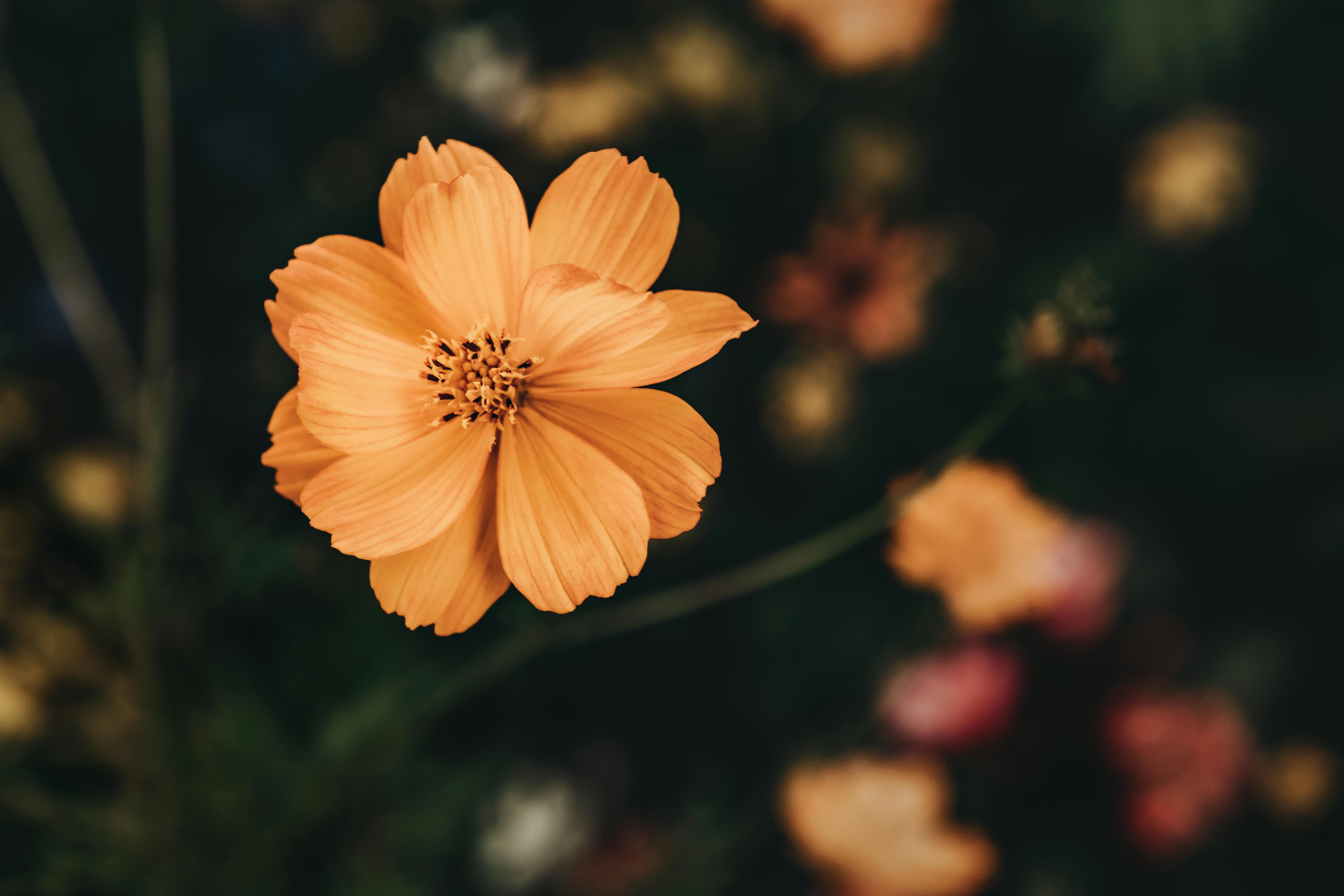 Orange Flower in Bloom · Free Stock Photo
