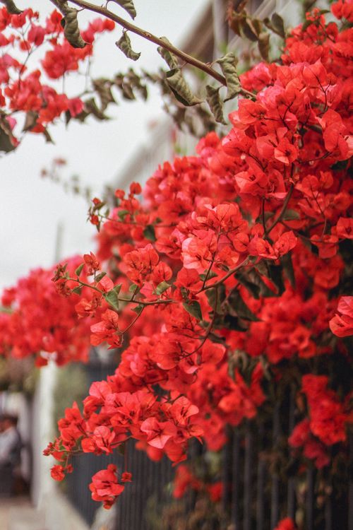Free Vibrant red bougainvillea flowers in full bloom, captured outdoors. Perfect for nature lovers. Stock Photo