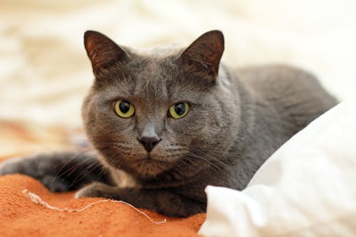 Russian Blue Cat on Top of Orange and White Textile