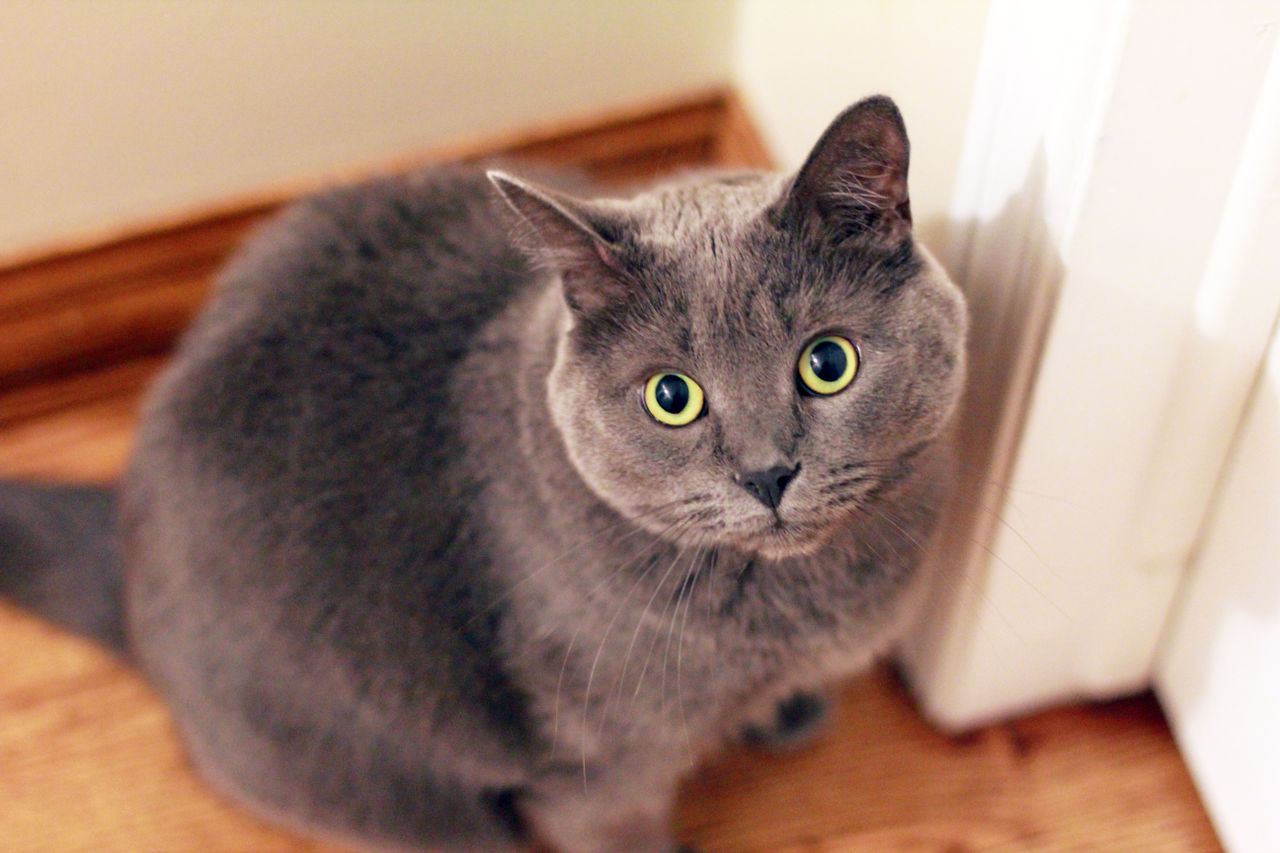 adorable gray domestic cat looking curiously at the camera indoors