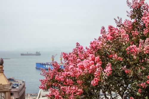 Free Bright pink blossoms with a serene view of ships at the harbor, capturing spring's beauty. Stock Photo