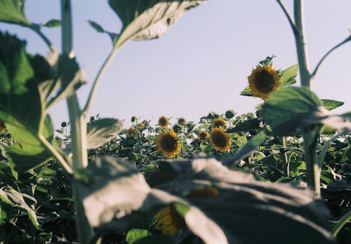 免费 向日葵, 植物的, 植物群 的 免费素材图片 素材图片