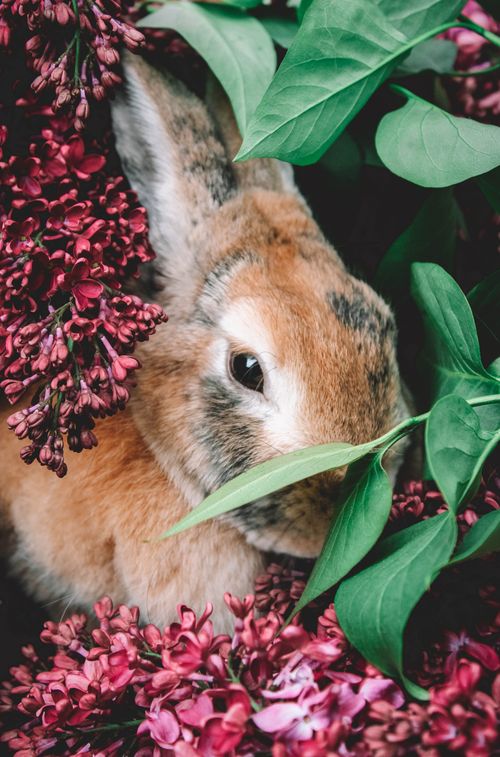 Free Close-up of a cute rabbit nestled in lush lilac flowers and green leaves. Stock Photo