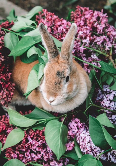 Charming brown rabbit nestled in colorful purple and green lilac foliage, outdoors in springtime.