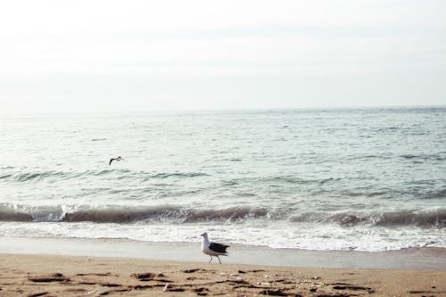 Бесплатное стоковое фото с волны, море, морской пейзаж