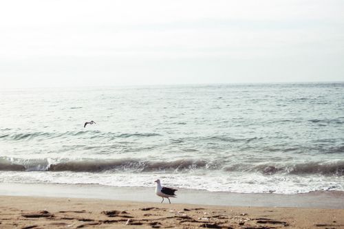 Free A tranquil scene of a seagull on the shore with gentle ocean waves under a bright sky. Stock Photo