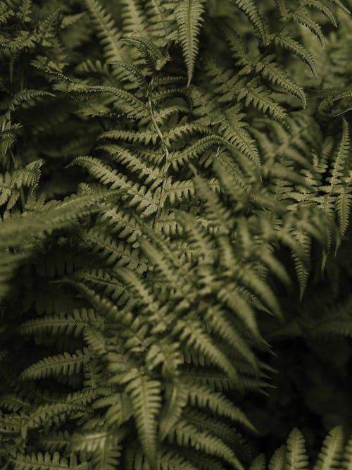 Free Full frame of lush green leaves of fern growing in forest in daytime in nature Stock Photo