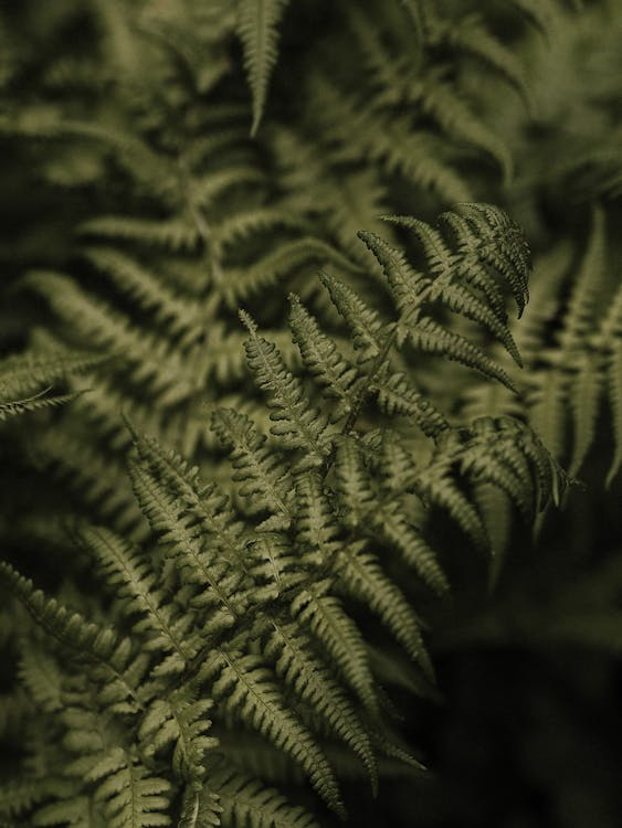 Bush with green fern leaves