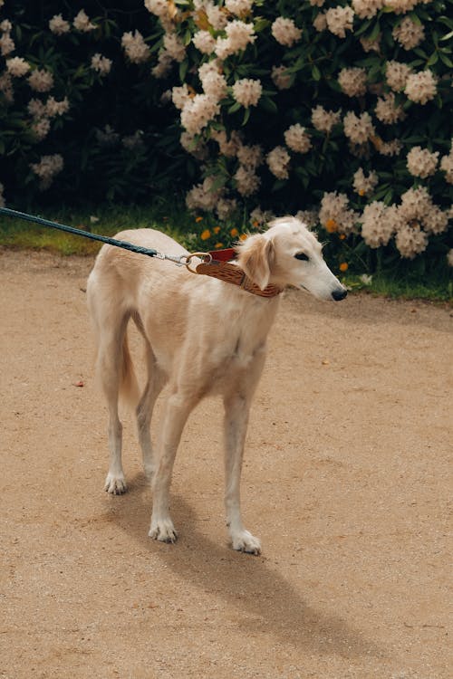 Sighthound dog on leash near shrub