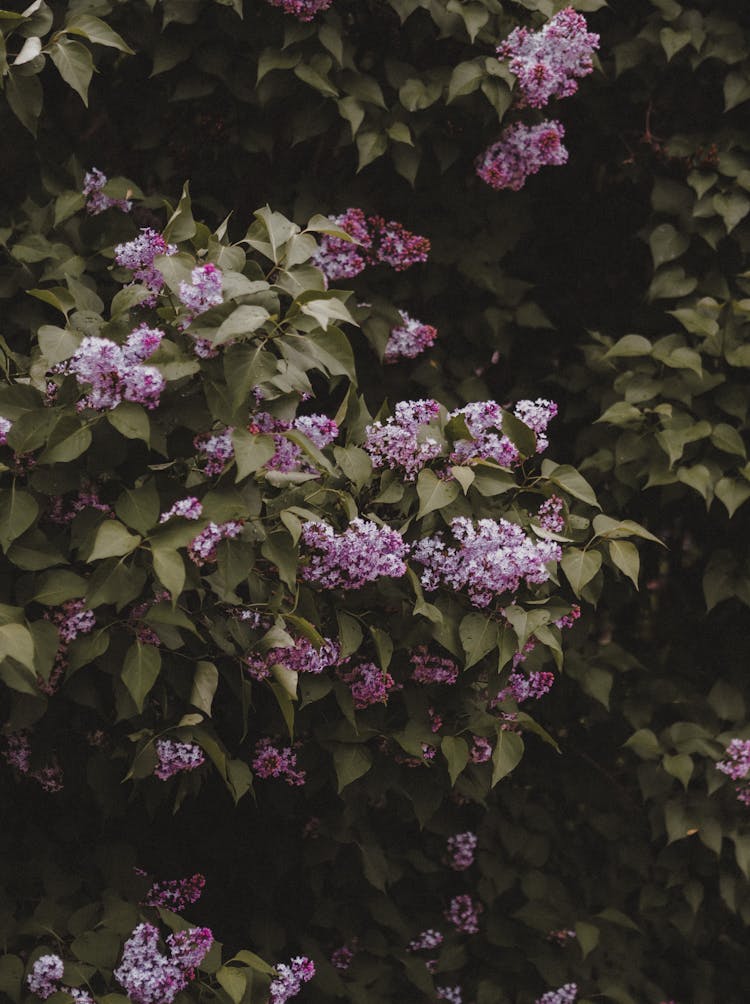 Syringa Tree Growing In Garden