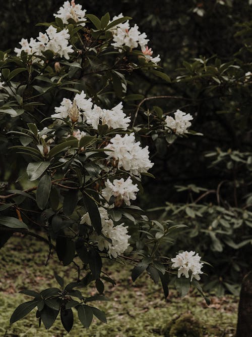 Rhododendron tree with green leaves and render white flowers growing in garden on summer day in countryside with bright sunlight