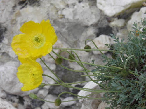 Imagine de stoc gratuită din fiori, flora spontanea, papavero di montagna