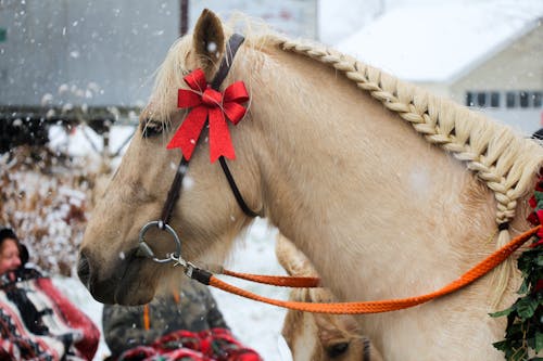 Kostnadsfri bild av band, däggdjur, dekorationer