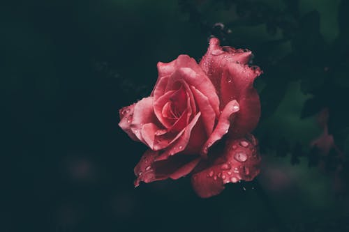 免费 红玫瑰的微距摄影 素材图片