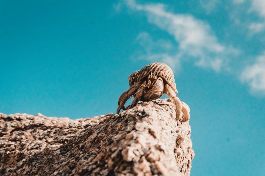A hermit crab climbs a rock against a clear blue sky in the Seychellen.